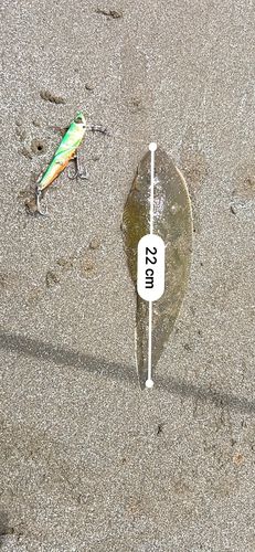 シタビラメの釣果
