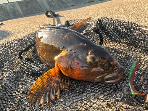 アイナメの釣果