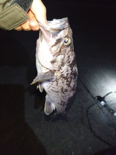 クロソイの釣果