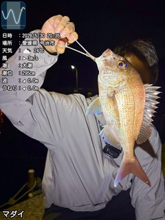 マダイの釣果
