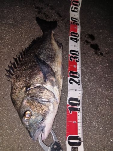 クロダイの釣果