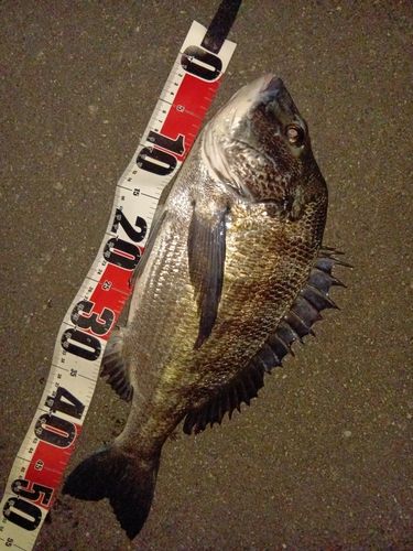 クロダイの釣果