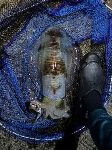 モイカの釣果