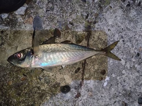 マアジの釣果