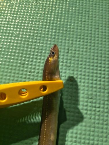 マアナゴの釣果