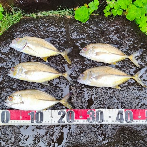 メッキの釣果