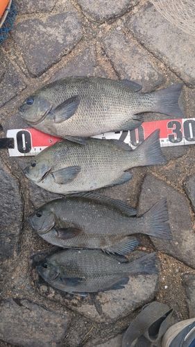 メジナの釣果