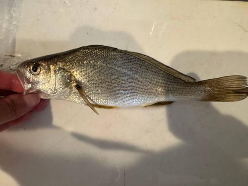 相模川河口で釣れたシログチの釣り・釣果情報 - アングラーズ | 釣果