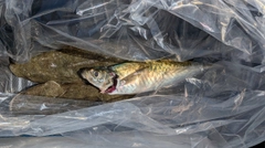 マゴチの釣果