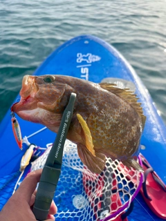 キジハタの釣果