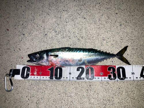 サバの釣果