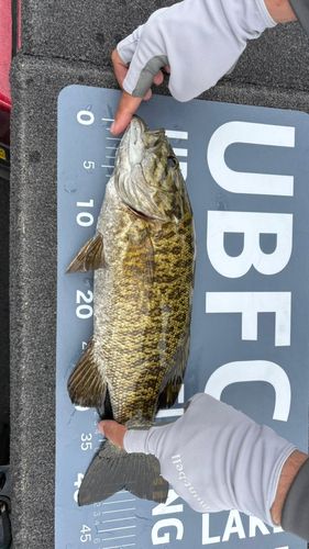 スモールマウスバスの釣果