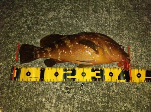 アコウの釣果