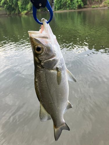 セイゴ（ヒラスズキ）の釣果