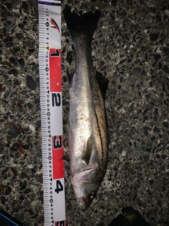 セイゴ（マルスズキ）の釣果