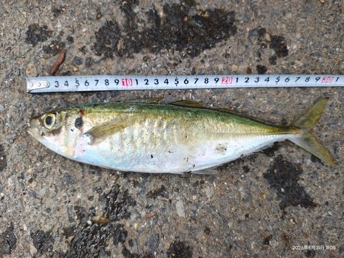 アジの釣果