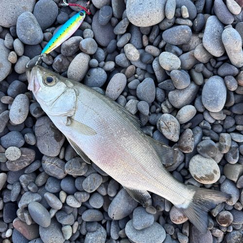 セイゴ（ヒラスズキ）の釣果