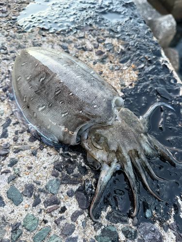 コウイカの釣果