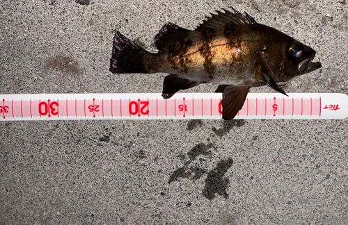 タケノコメバルの釣果