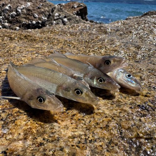 キスの釣果