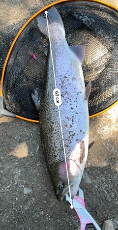 ニジマスの釣果