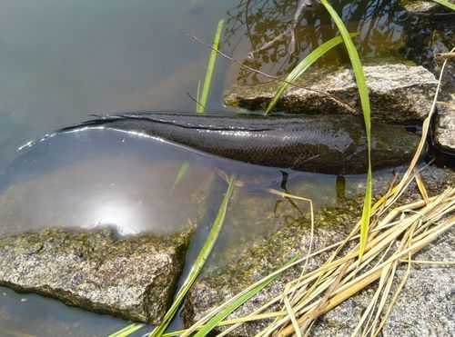 ライギョの釣果