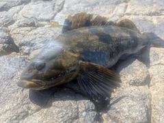 アイナメの釣果