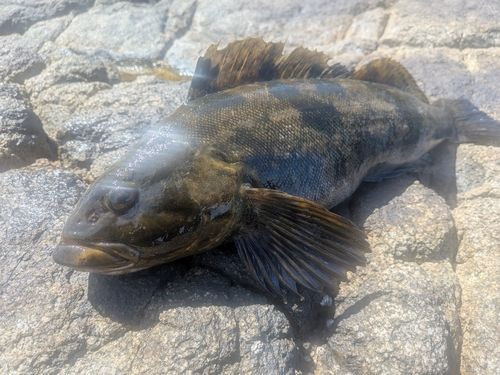 アイナメの釣果