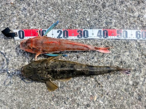 ホウボウの釣果