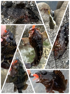 ガシラの釣果
