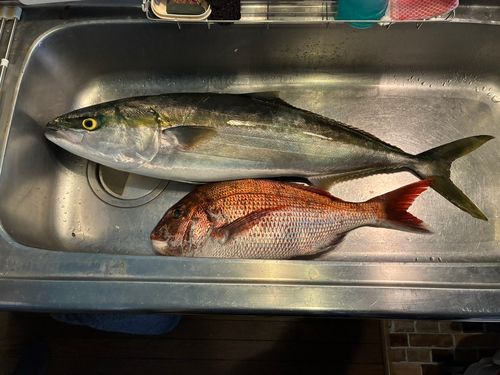 ブリの釣果