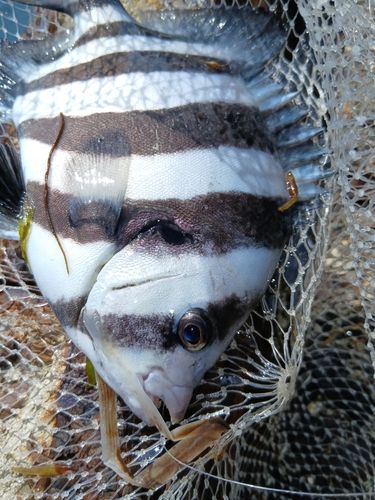 サンバソウの釣果