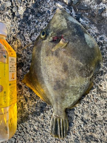 カワハギの釣果