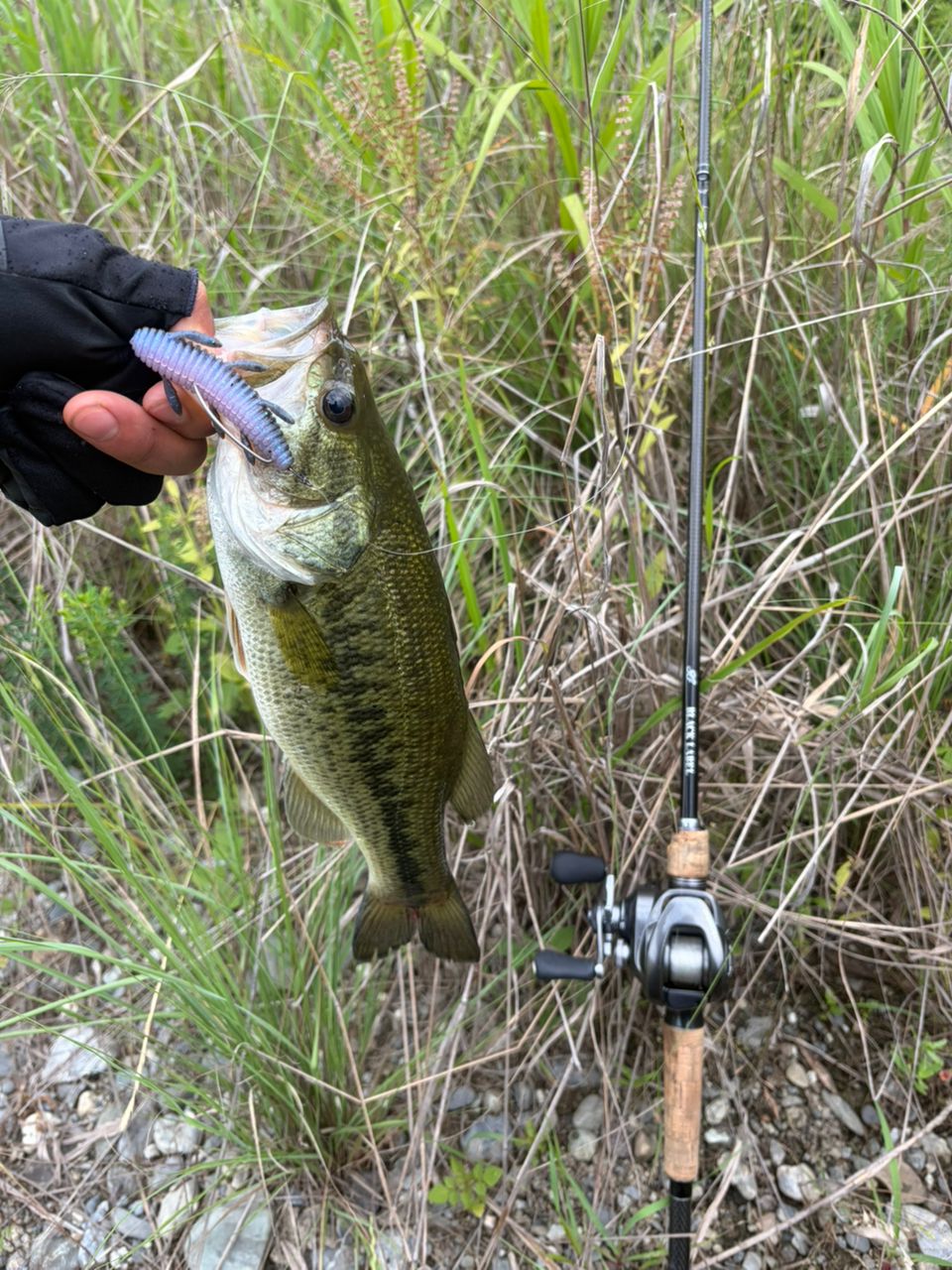 DAIWA 19ブラックレーベル SG 671L/ML+FBの最安値・インプレ・釣果