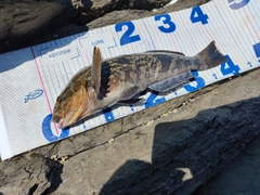 アイナメの釣果