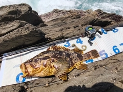 タケノコメバルの釣果