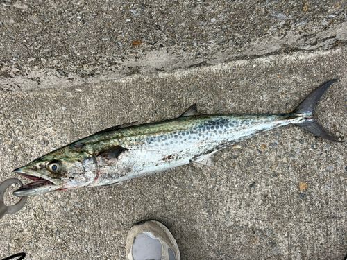 サワラの釣果