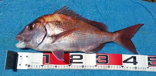 マダイの釣果
