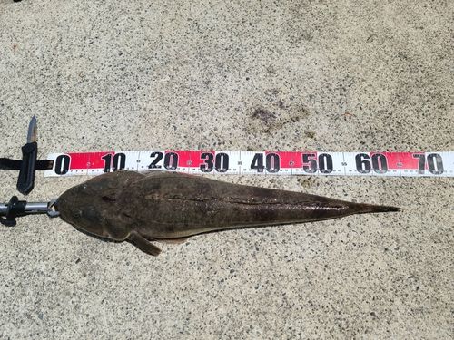 マゴチの釣果