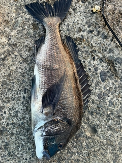 クロダイの釣果