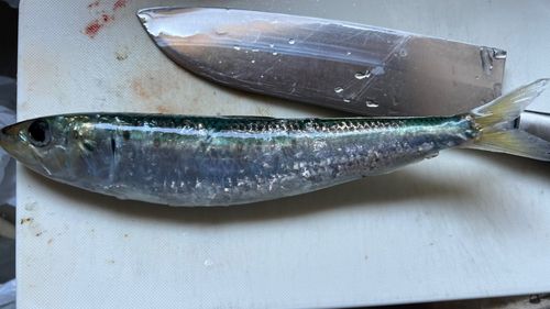 イワシの釣果