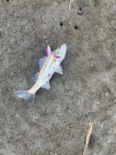 セイゴ（ヒラスズキ）の釣果