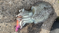 シリヤケイカの釣果