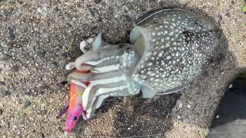 シリヤケイカの釣果
