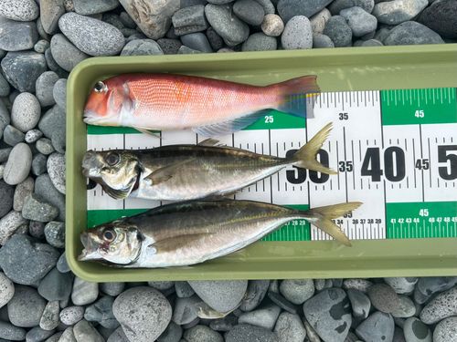 アカアマダイの釣果