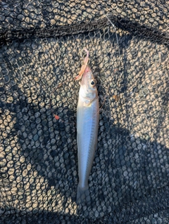 キスの釣果