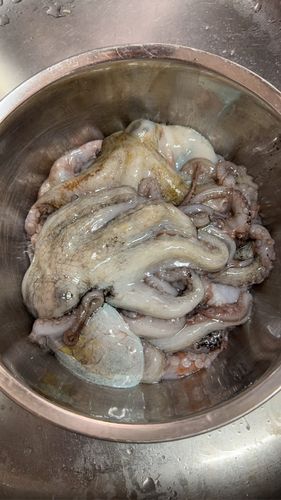 マダコの釣果