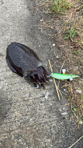 シリヤケイカの釣果