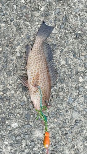 オオモンハタの釣果