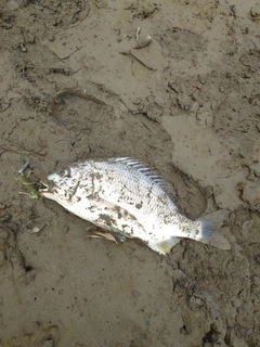 キビレの釣果